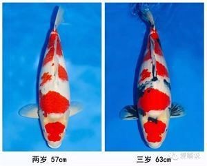 錦鯉的變色過(guò)程圖片【《錦鯉變色過(guò)程：奇妙色彩的漸變之旅》】