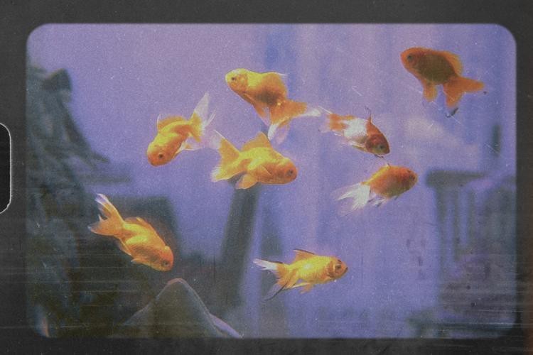 金華水族店【金華人自己的海洋館終于來啦,這個假期浪起來!】