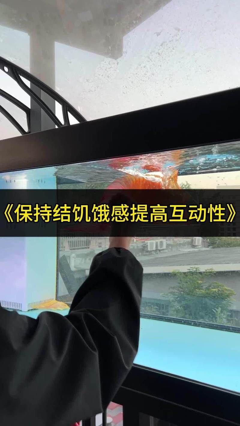 龍魚養殖需要哪些設備和工具？，龍魚養殖必備核心設備及工具詳解