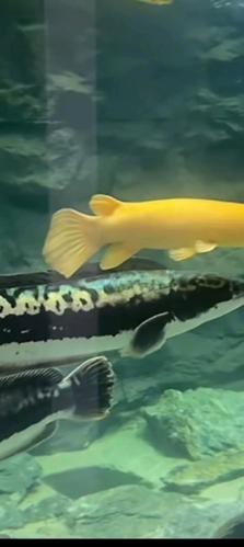 福魚圖片大全【《福魚圖片大全》呈現了豐富多樣的福魚形象】