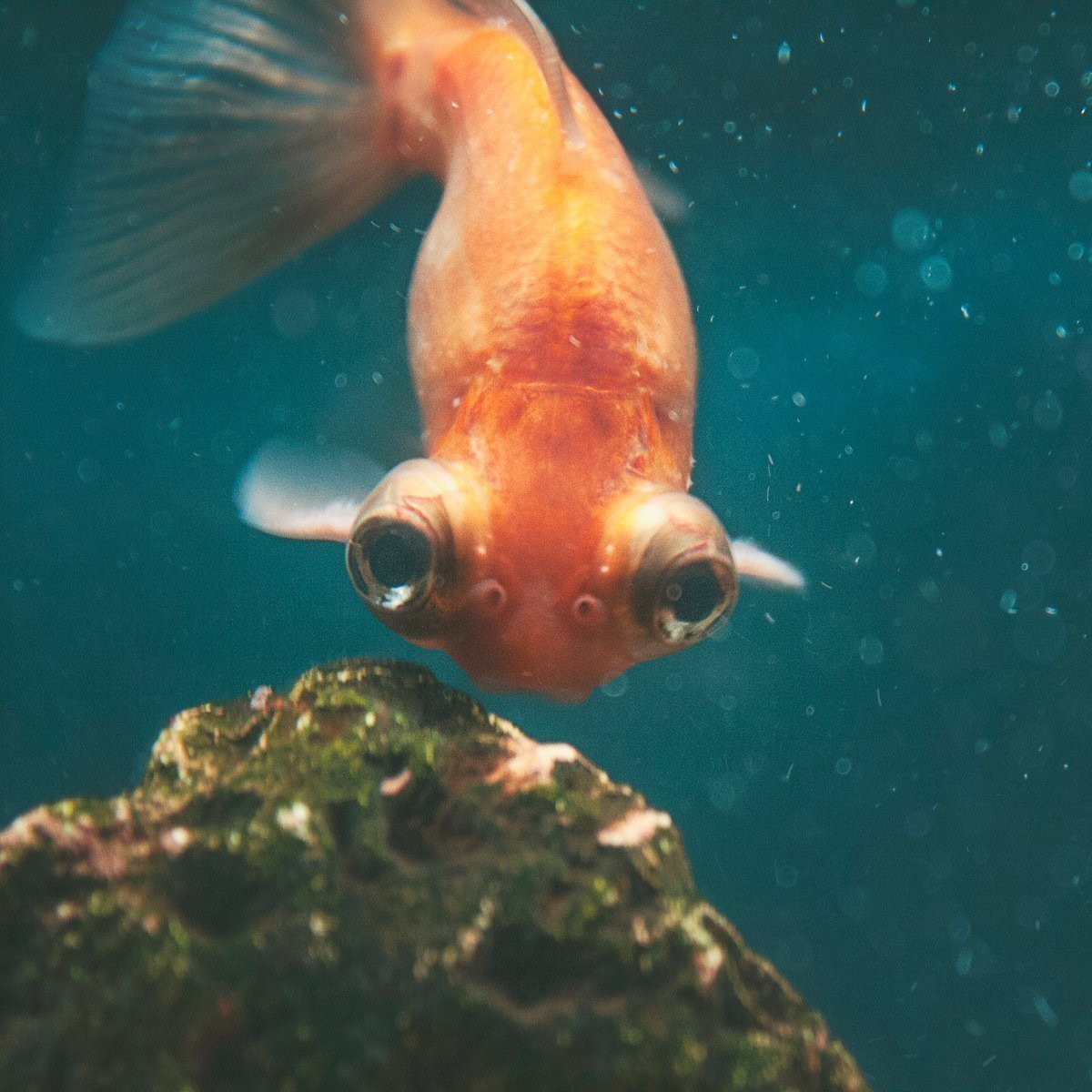 魚眼睛凸出來能自愈嗎【魚眼睛凸出來是否能自愈】