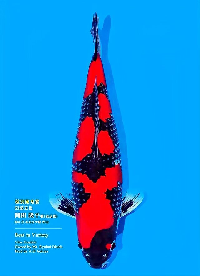 魚眼睛凸出來能自愈嗎【魚眼睛凸出來是否能自愈】