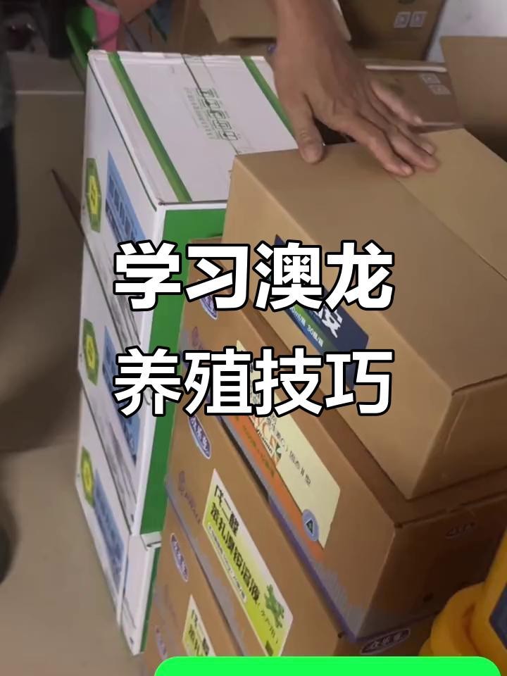 紅龍和澳龍哪個更適合新手【紅龍和澳龍哪個更稀有？】