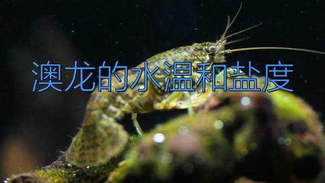 紅龍和澳龍哪個更適合新手【紅龍和澳龍哪個更稀有？】