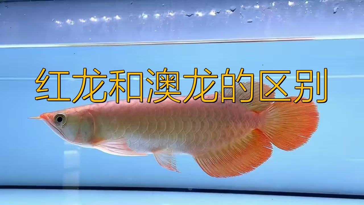 紅龍和澳龍哪個更適合新手【紅龍和澳龍哪個更稀有？】