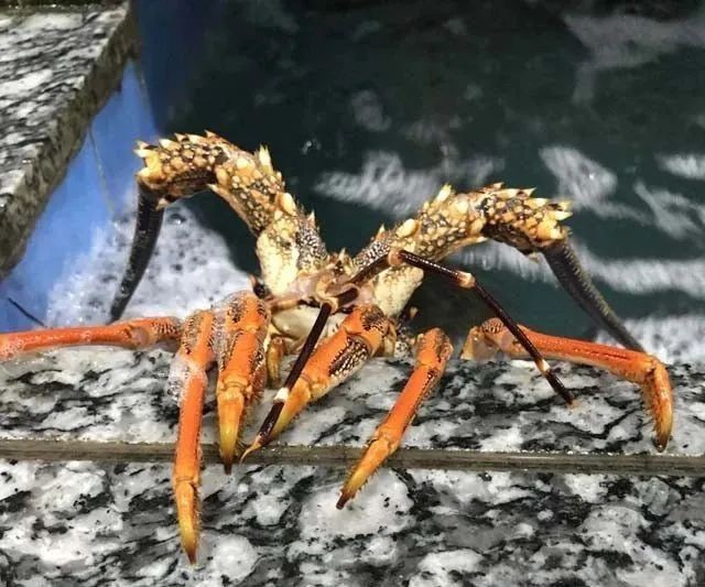 紅龍和澳龍哪個更適合新手【紅龍和澳龍哪個更稀有？】