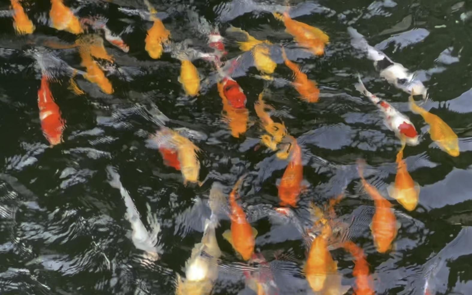 鯉魚壽命一般多少年【鯉魚壽命的不確定性**影響鯉魚壽命的因素】