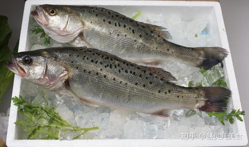 有哪些魚類比龍頭魚更安全？【哪些魚類比龍頭魚更安全？】