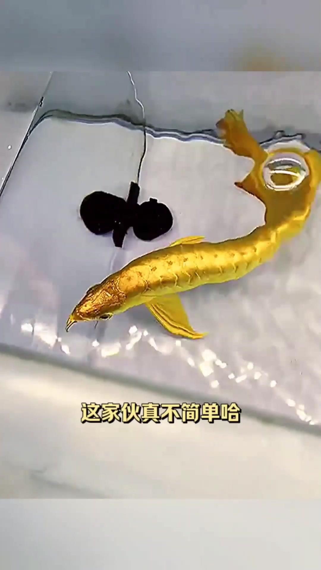 金龍魚視頻中哪些最受歡迎？【金龍魚的飼養(yǎng)及種類】