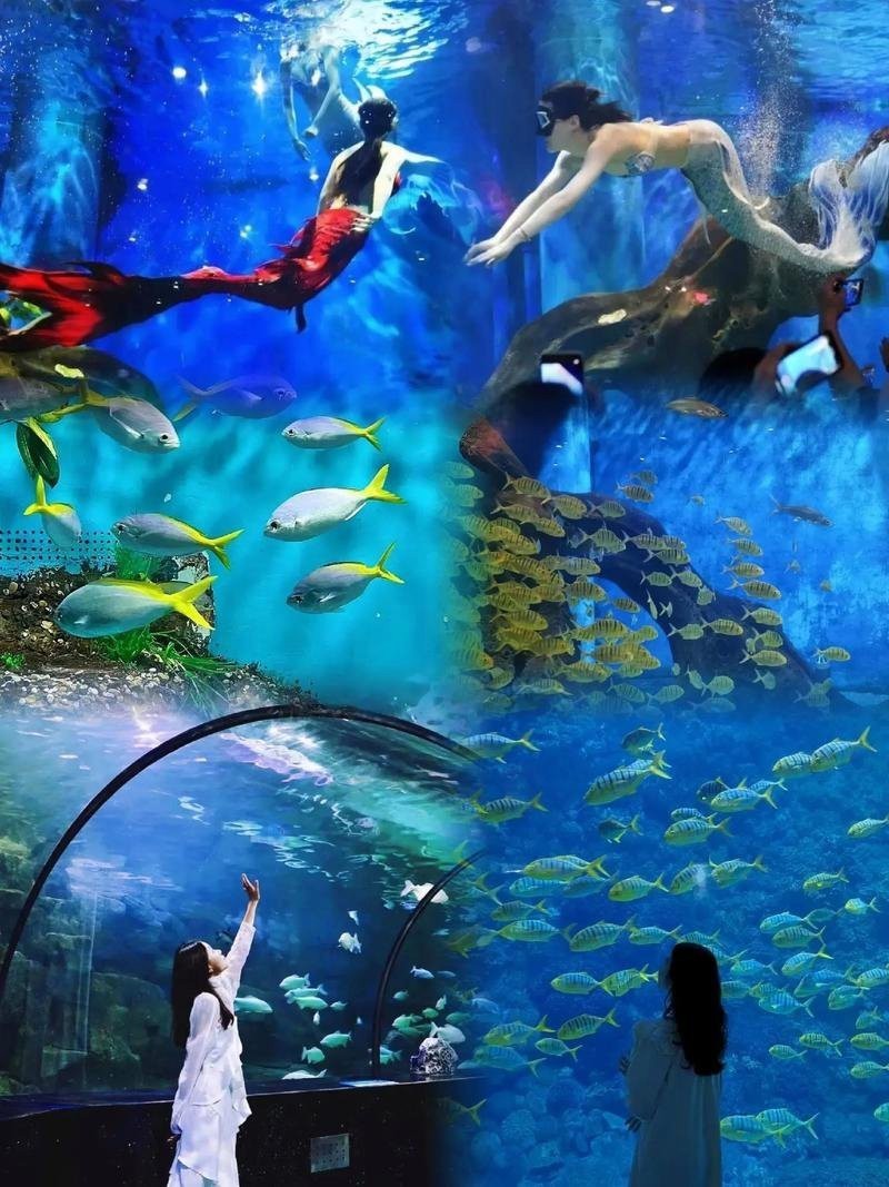 曲江水族店【曲江水族店：水中精靈的奇妙世界】