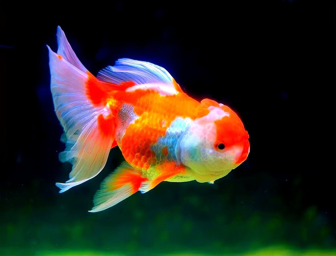 2條魚風水大忌【《2條魚風水大忌》】
