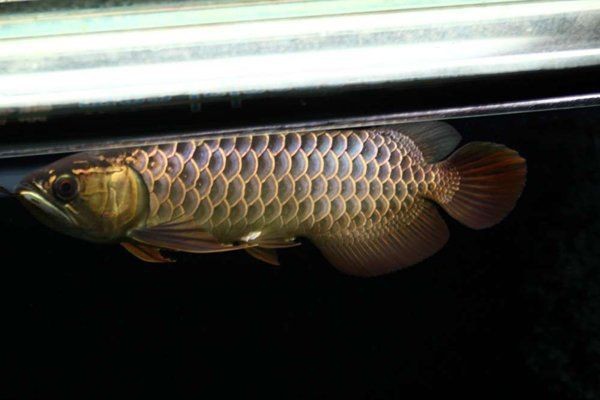 灞橋區(qū)魚缸維護【灞橋區(qū)魚缸生態(tài)系統(tǒng)的科學維護與管理】