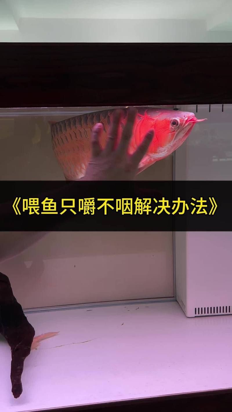 如何判斷龍魚是否成功改口？【如何判斷龍魚是否成功改口】