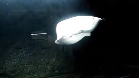 雪龍魚的視頻在哪里可以找到？【關于雪龍魚的視頻資源】