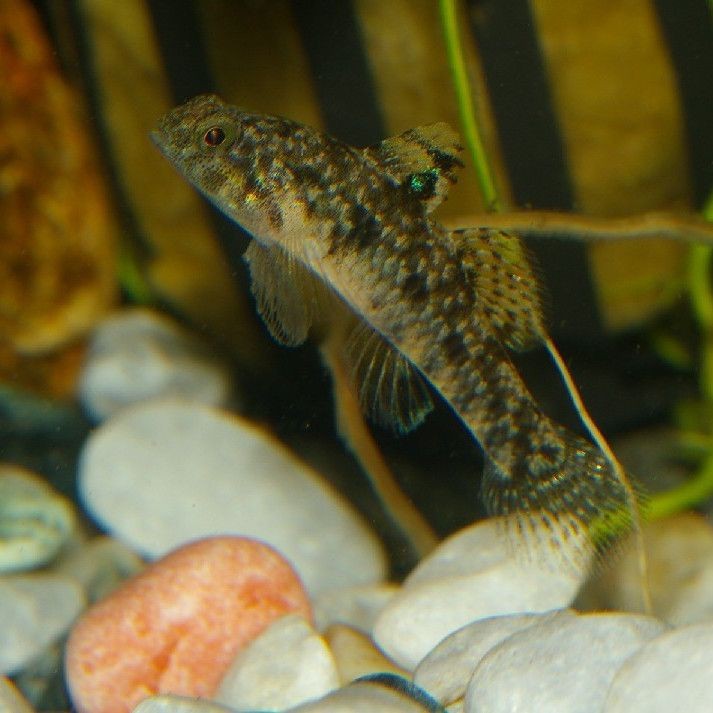 虎魚百科【《虎魚百科》詳細介紹了虎魚的多方面知識】