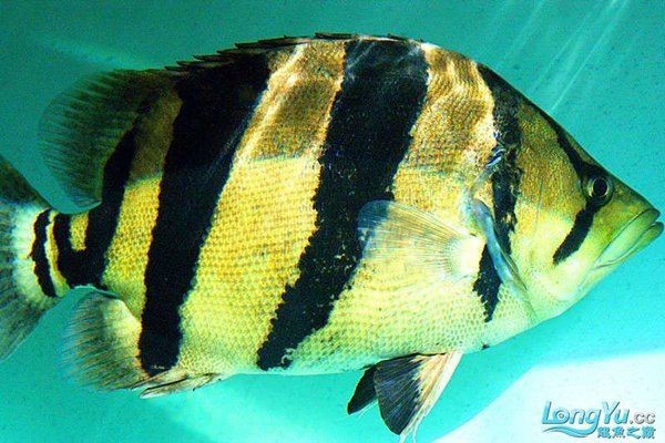 虎魚百科【《虎魚百科》詳細介紹了虎魚的多方面知識】