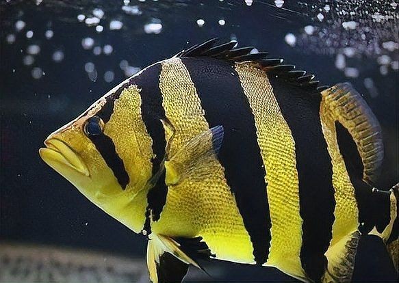 虎魚百科【《虎魚百科》詳細介紹了虎魚的多方面知識】