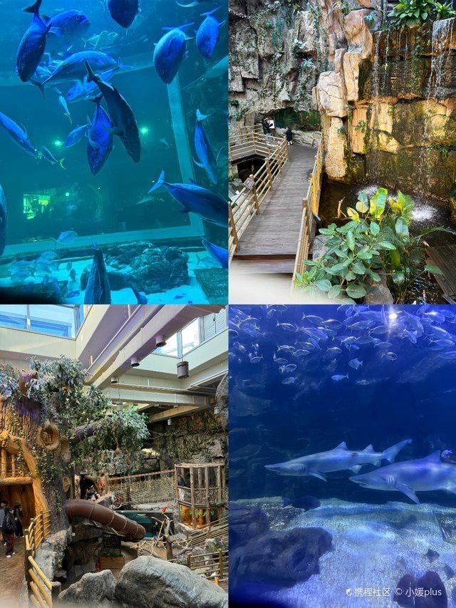 高陽水族店【高陽市一山aquaplanet水族館之行攜程旅行網】