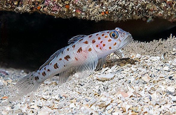 淡水蝦虎魚吃什么【原生蝦虎魚吃什么】