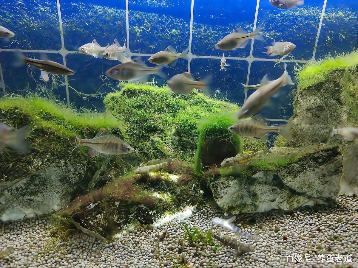 淡水蝦虎魚吃什么【原生蝦虎魚吃什么】