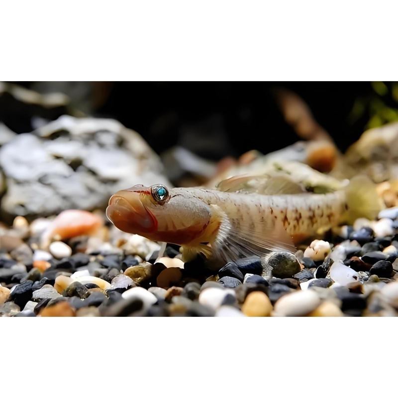 淡水蝦虎魚吃什么【原生蝦虎魚吃什么】