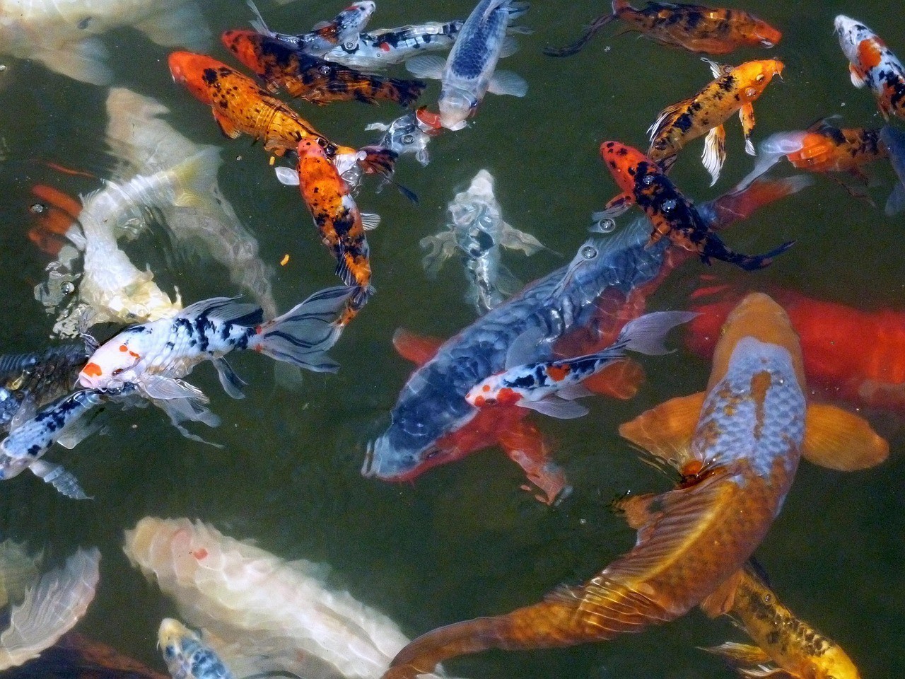 龍魚錦鯉霉?fàn)€尾腸炎【龍魚、錦鯉出現(xiàn)霉?fàn)€尾腸炎怎么辦】 龍魚錦鯉霉?fàn)€尾腸炎【龍魚、錦鯉出現(xiàn)霉?fàn)€尾腸炎怎么辦】 龍魚百科 第1張