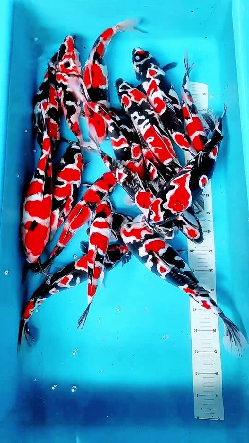 德系錦鯉魚圖片大全【尾巴搖擺俱樂部,德系錦鯉的優缺點搞寵物的喵喵】