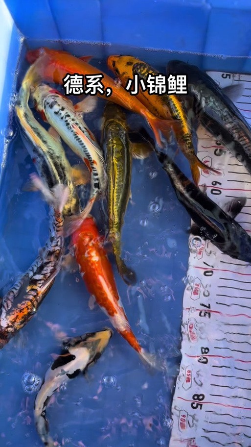 德系錦鯉魚圖片大全【尾巴搖擺俱樂部,德系錦鯉的優缺點搞寵物的喵喵】