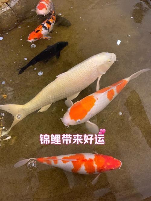 德系錦鯉魚圖片大全【尾巴搖擺俱樂部,德系錦鯉的優缺點搞寵物的喵喵】