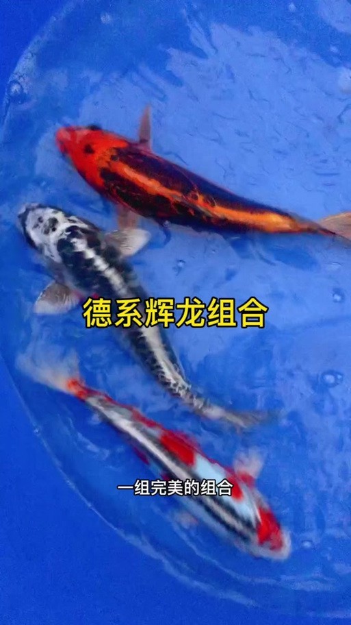 德系錦鯉魚圖片大全【尾巴搖擺俱樂部,德系錦鯉的優缺點搞寵物的喵喵】