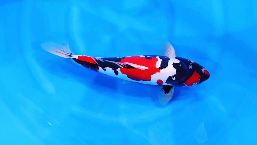 德系錦鯉魚圖片大全【尾巴搖擺俱樂部,德系錦鯉的優缺點搞寵物的喵喵】