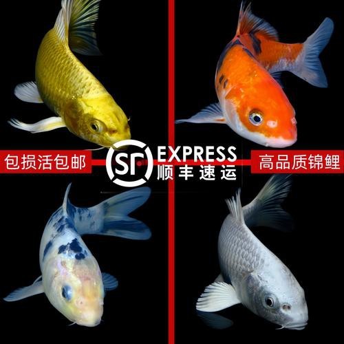 德系錦鯉魚圖片大全【尾巴搖擺俱樂部,德系錦鯉的優缺點搞寵物的喵喵】
