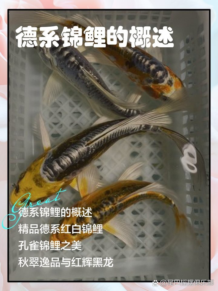 德系錦鯉魚圖片大全【尾巴搖擺俱樂部,德系錦鯉的優缺點搞寵物的喵喵】