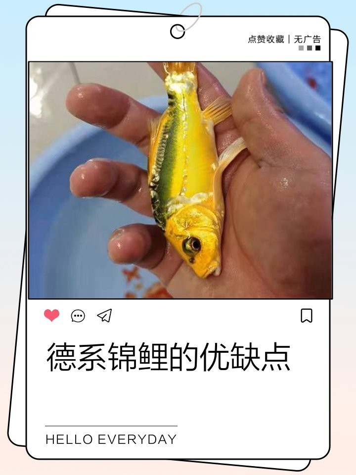 德系錦鯉魚圖片大全【尾巴搖擺俱樂部,德系錦鯉的優缺點搞寵物的喵喵】