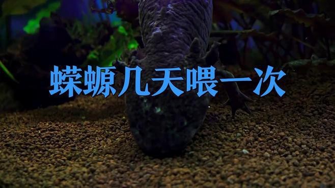 小火龍蠑螈多久喂一次？【小火龍蠑螈喂食全攻略】