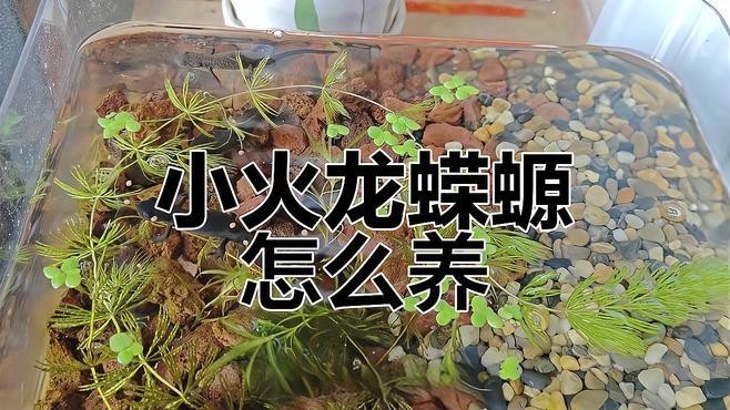小火龍蠑螈多久喂一次？【小火龍蠑螈喂食全攻略】
