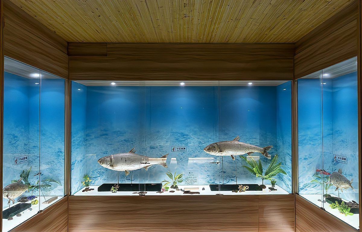 觀賞魚混養最佳搭配圖【《觀賞魚混養最佳搭配*，觀賞魚混養最佳搭配指南】