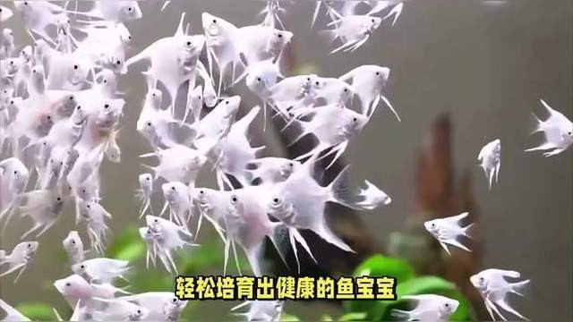藍(lán)曼龍繁殖時需要注意什么？【曼龍繁殖時需注意以下要點藍(lán)曼龍魚怎么繁殖】