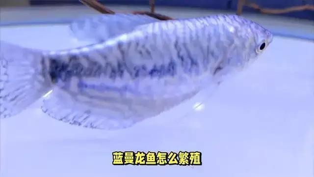 藍(lán)曼龍繁殖時需要注意什么？【曼龍繁殖時需注意以下要點藍(lán)曼龍魚怎么繁殖】