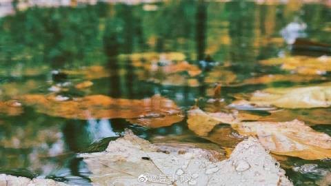 屬龍人養魚的最佳風水方位在哪里？【屬龍人養魚在風水上有一定講究其最佳風水方位有多個說法】