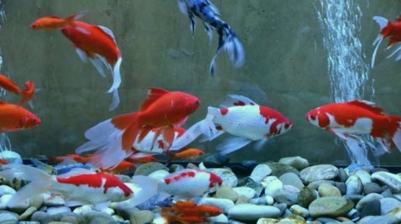 屬龍人養魚的最佳風水方位在哪里？【屬龍人養魚在風水上有一定講究其最佳風水方位有多個說法】