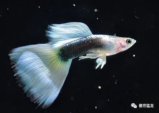 家里養鳳尾魚風水好【鳳尾魚的風水哲學基礎風水哲學基礎】