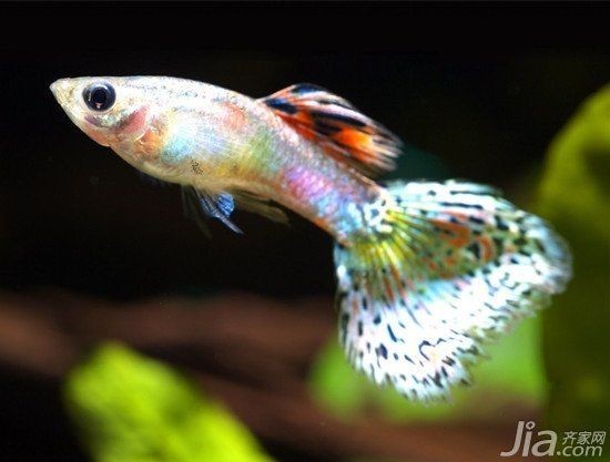 家里養(yǎng)鳳尾魚風(fēng)水好【鳳尾魚的風(fēng)水哲學(xué)基礎(chǔ)風(fēng)水哲學(xué)基礎(chǔ)】 家里養(yǎng)鳳尾魚風(fēng)水好【鳳尾魚的風(fēng)水哲學(xué)基礎(chǔ)風(fēng)水哲學(xué)基礎(chǔ)】 全國水族館企業(yè)名錄 第8張