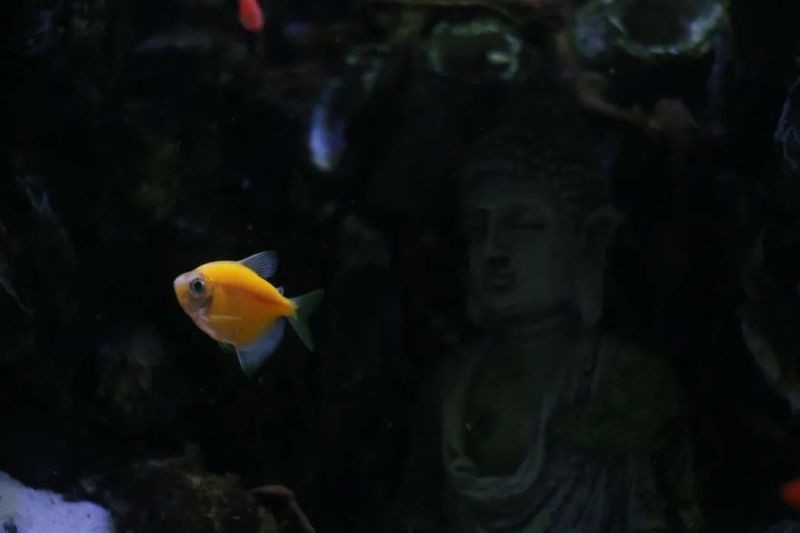 龍魚頭朝上尾朝下多久會(huì)死？【七彩神仙魚突然倒立是在耍雜技嗎真相太可怕太可怕】