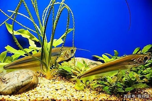 龍魚頭朝上尾朝下多久會(huì)死？【七彩神仙魚突然倒立是在耍雜技嗎真相太可怕太可怕】