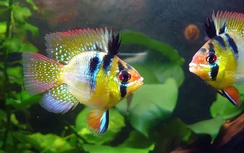 龍魚頭朝上尾朝下多久會(huì)死？【七彩神仙魚突然倒立是在耍雜技嗎真相太可怕太可怕】