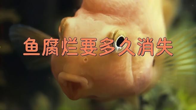 龍魚死亡后多久會腐爛？【龍魚死亡后多久會死】