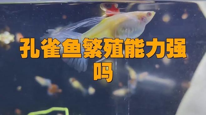 紅龍孔雀魚繁殖成功率有多高？【寵庫，孔雀魚繁殖100+只】 紅龍孔雀魚繁殖成功率有多高？【寵庫，孔雀魚繁殖100+只】 龍魚論壇 第1張