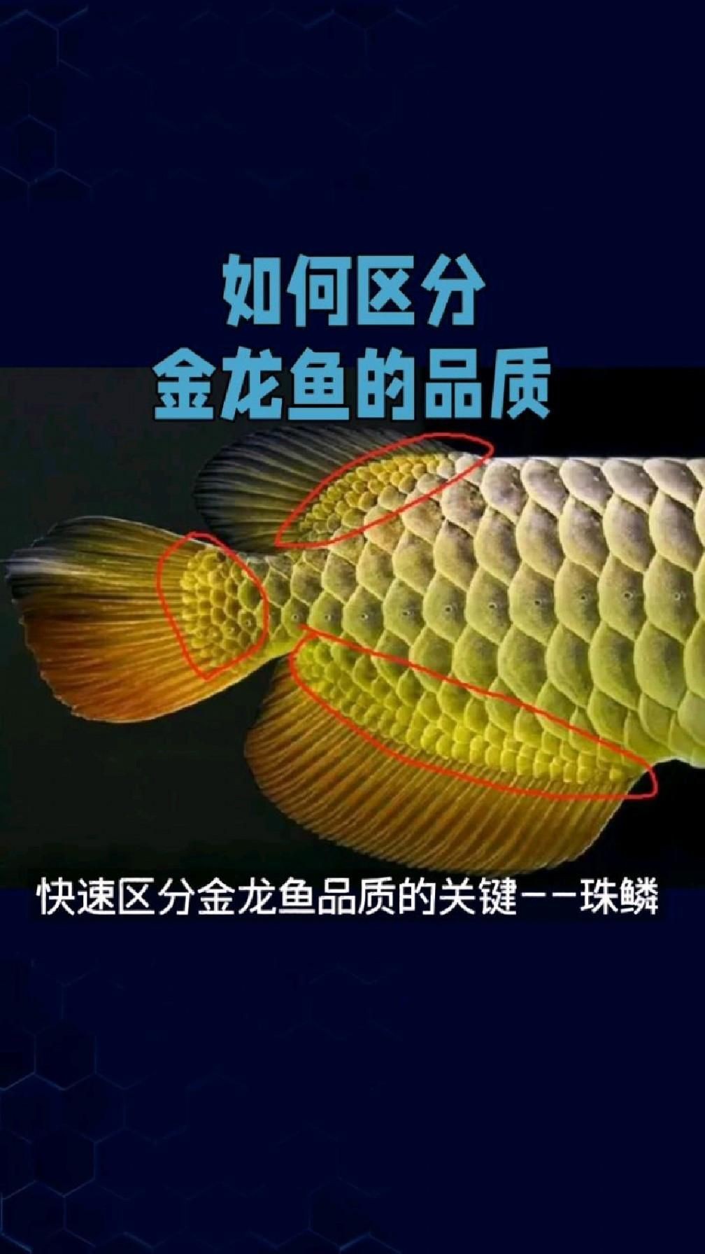 如何挑選高品質的金龍魚？【如何挑選高品質的金龍魚】