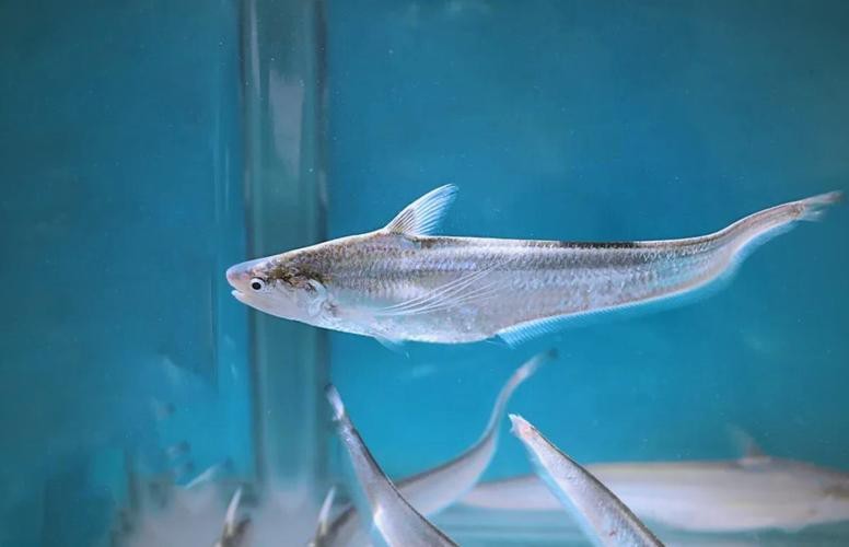刀鱭魚圖片【刀鱭魚是一種極具特色的魚類，文中呈現的刀鱭魚】